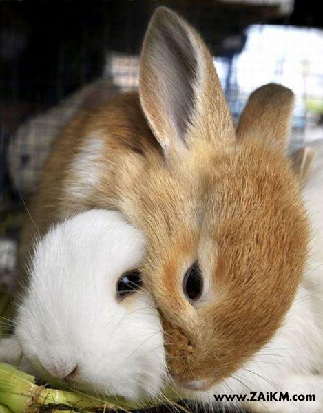 兔年的兔子很可爱[图2]
