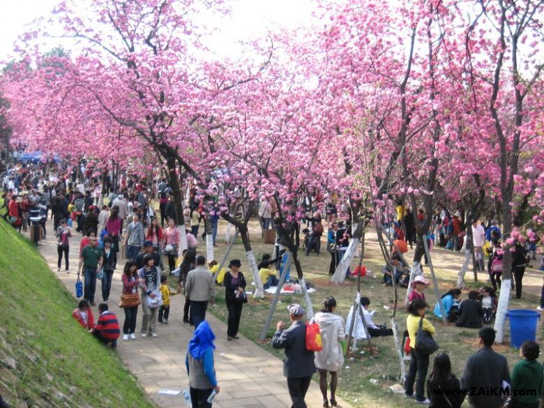 樱花时节的圆通山是人看动物还是动物看人？[图1]