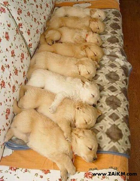 小狗狗超可爱 排排睡[图1]