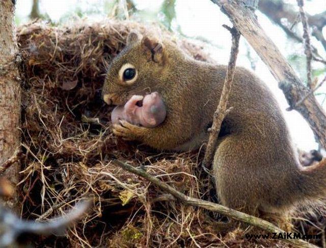 可爱松鼠妈妈抱着可爱的松鼠宝宝[图1]