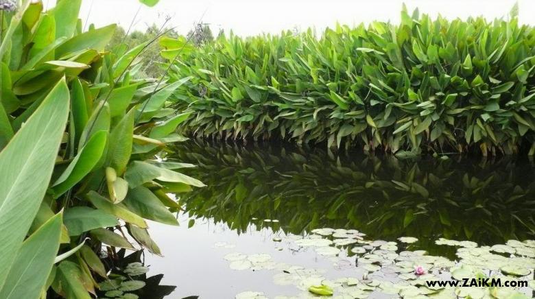 昆明泛亚国际滇池城市湿地 植物各类繁多[图2]