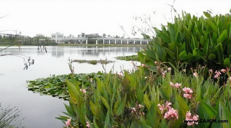 昆明泛亚国际滇池城市湿地 植物各类繁多[图3]