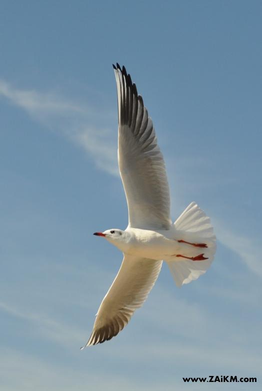20121129入冬的翠湖海鸥[图1]