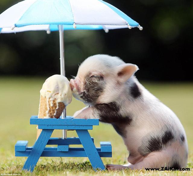 好可爱！ 小猪会吃冰淇淋[图1]
