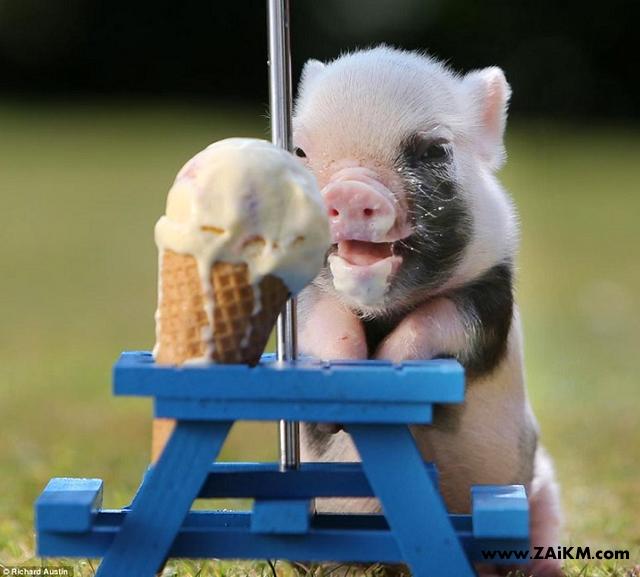 好可爱！ 小猪会吃冰淇淋[图2]