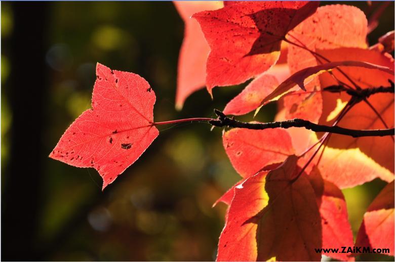 请问昆明植物园的红叶11月上旬最好还是11月下旬最好，谢谢了[图1]