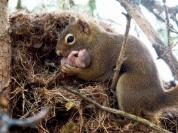 可爱松鼠妈妈抱着可爱的松鼠宝宝