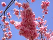 昆明圆通山动物园樱花节在2月18开幕