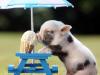 好可爱！ 小猪会吃冰淇淋