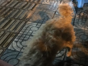 丰宁小区近华浦路看到一只浅棕色泰迪狗狗